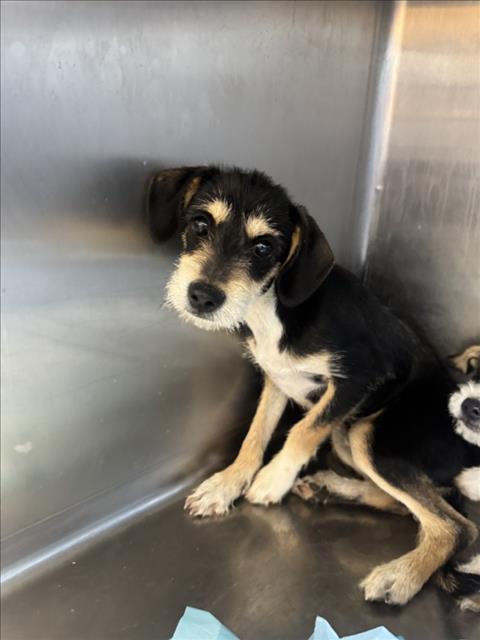 Adoptable Dog