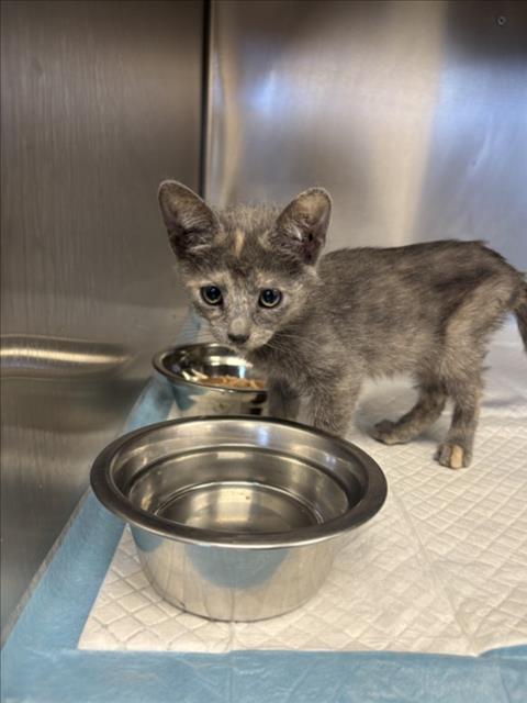 Adoptable Cat