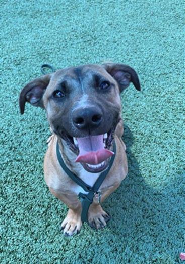 Adoptable Dog
