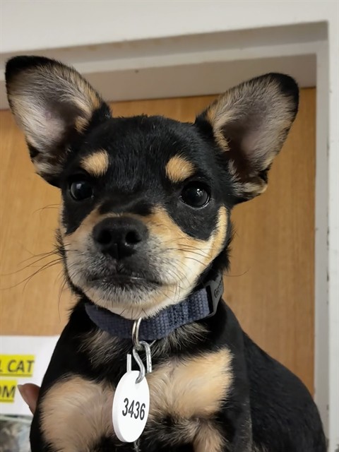 *Koa