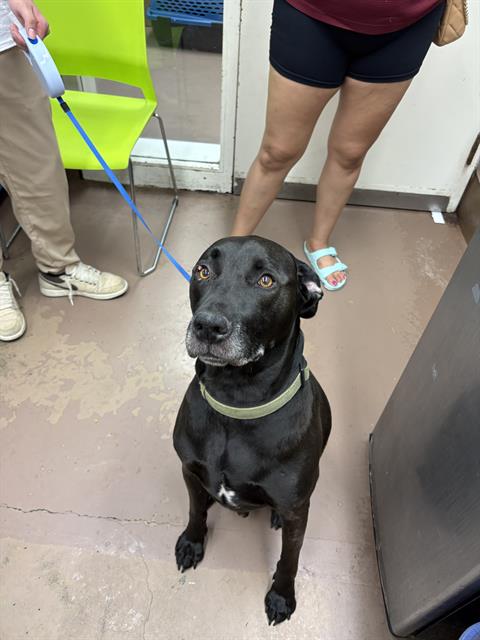 Adoptable Dog