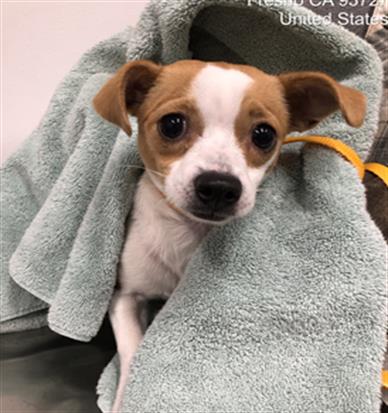 Adoptable Dog