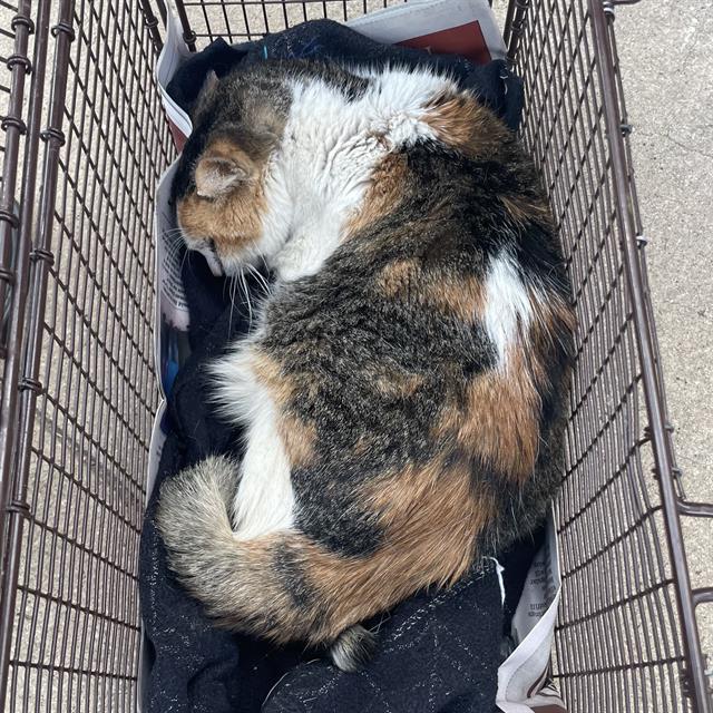 Fiona
