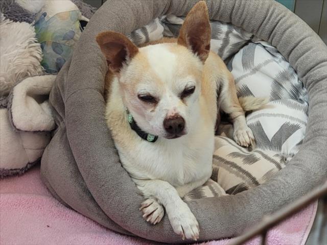 Adoptable Dog