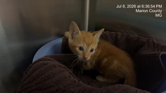 Adoptable Cat