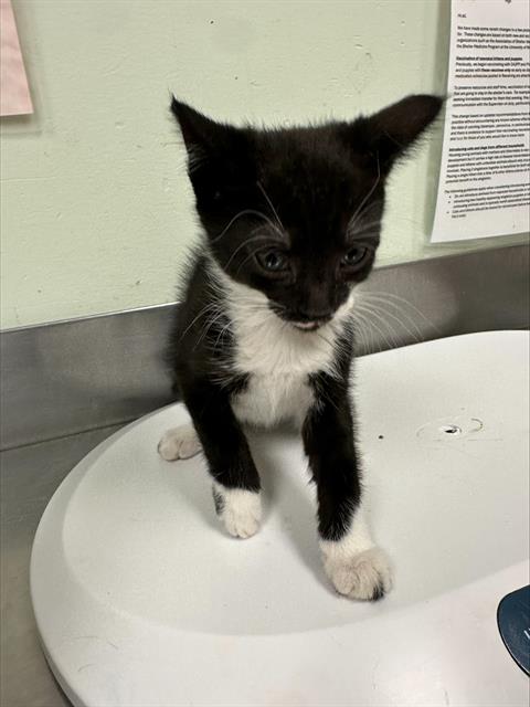 Adoptable Cat