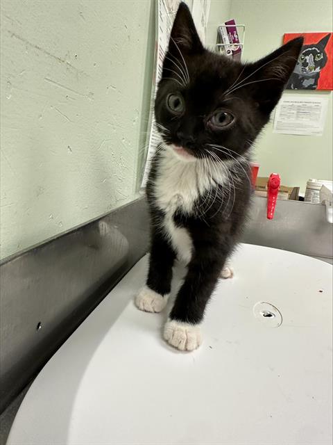 Adoptable Cat