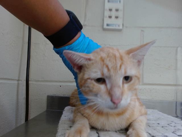 Adoptable Cat