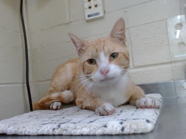 Adoptable Cat