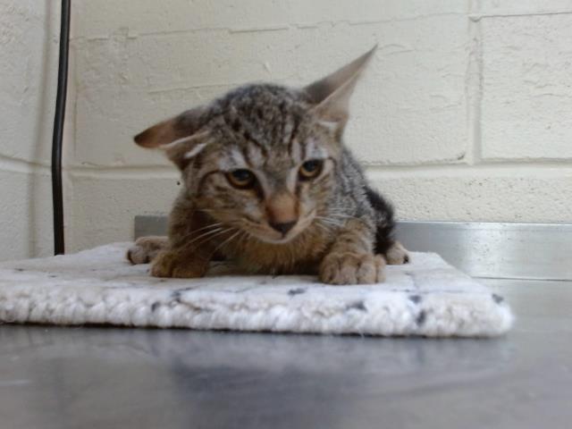 Adoptable Cat
