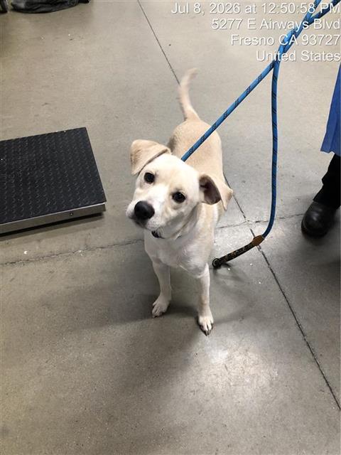 Adoptable Dog
