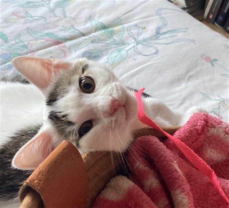 Adoptable Cat