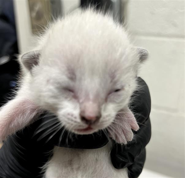 Adoptable Cat