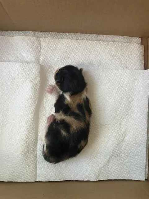 Kiwi