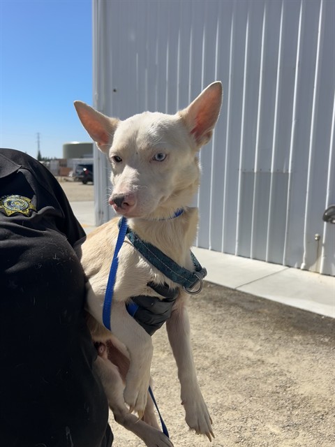 Adoptable Dog