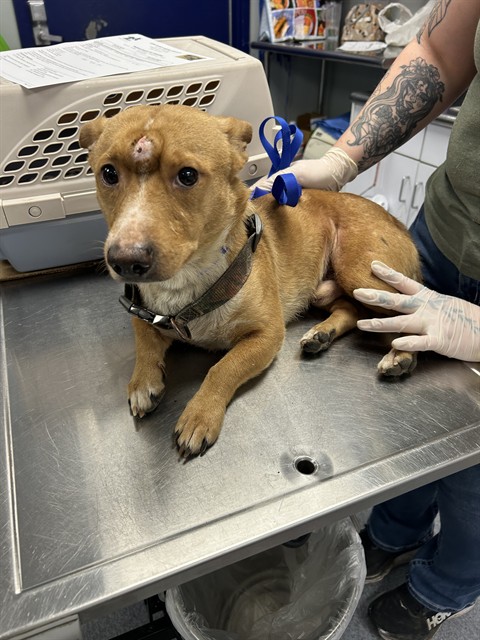 Adoptable Dog