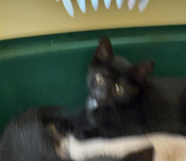 Adoptable Cat