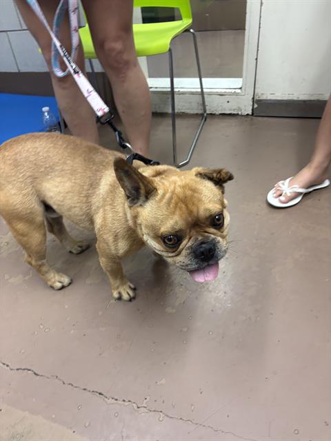 Adoptable Dog