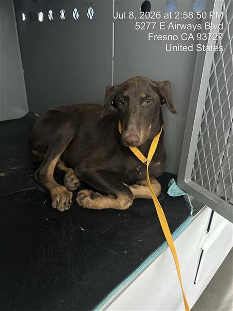 Adoptable Dog