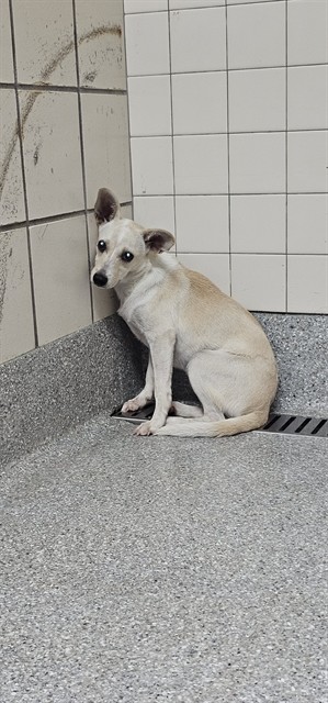 Adoptable Dog