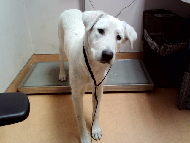 Belka