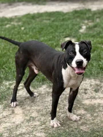 Ryker