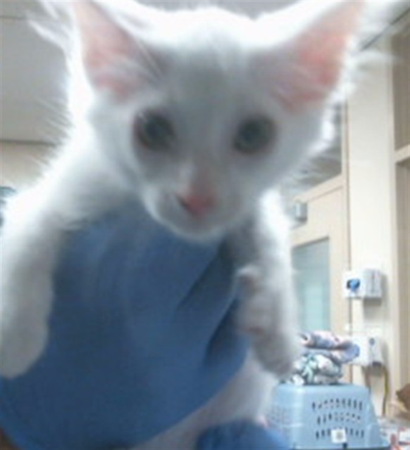 Adoptable Cat
