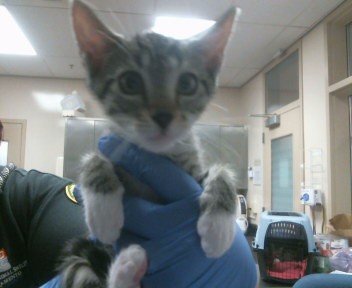 Adoptable Cat