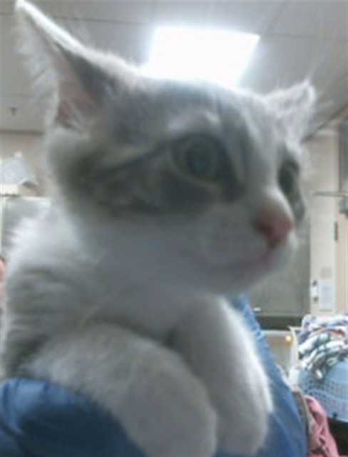 Adoptable Cat