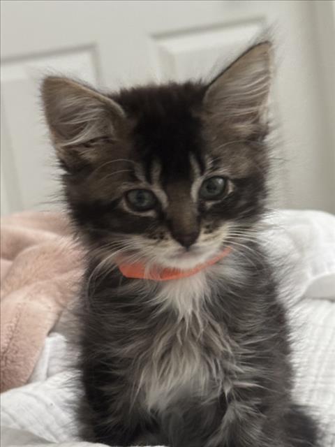 *Figaro