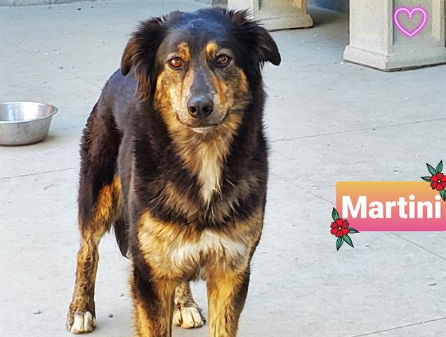 Martini