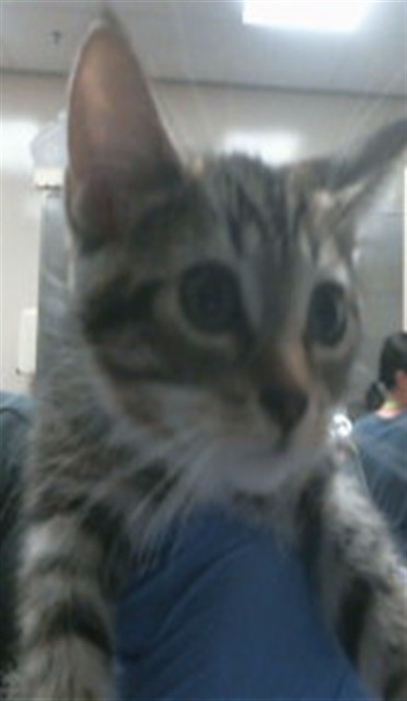 Adoptable Cat