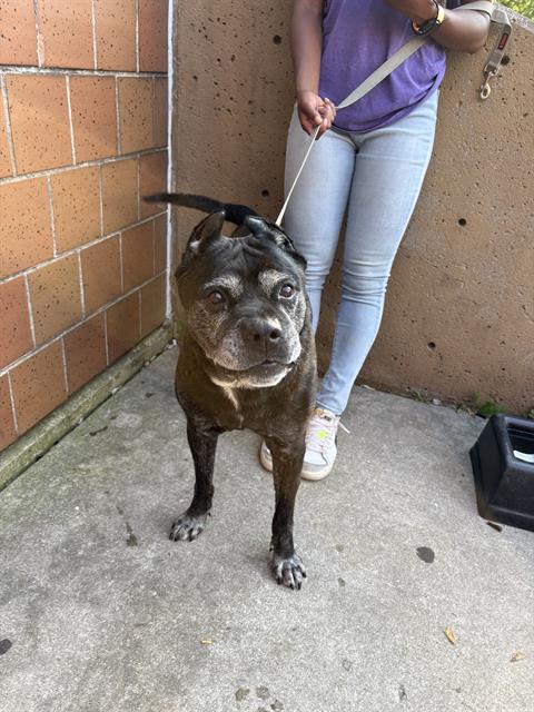 Adoptable Dog