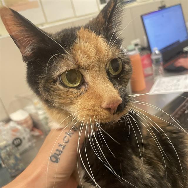 Adoptable Cat