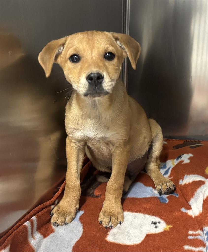 Adoptable Dog