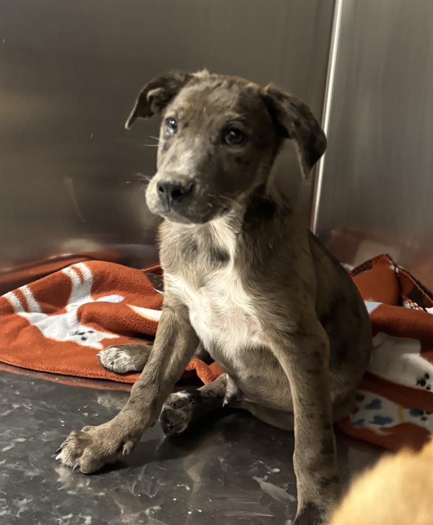 Adoptable Dog