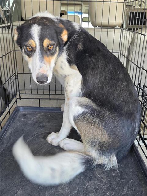 Adoptable Dog