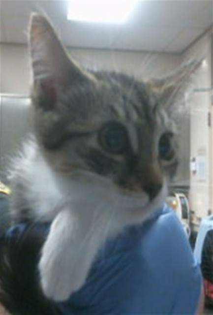 Adoptable Cat