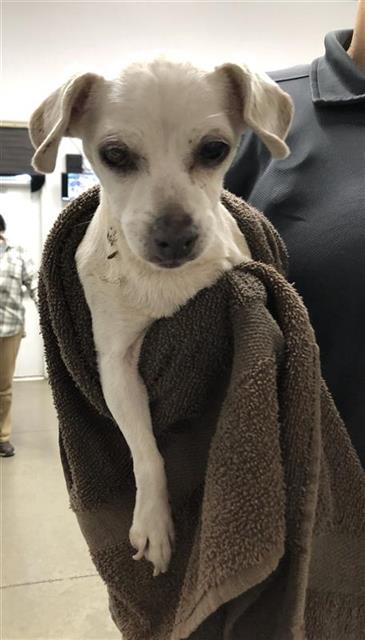 Adoptable Dog