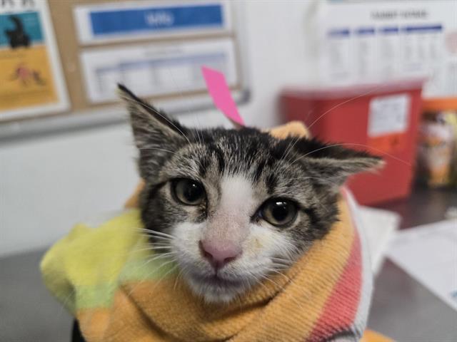 Adoptable Cat