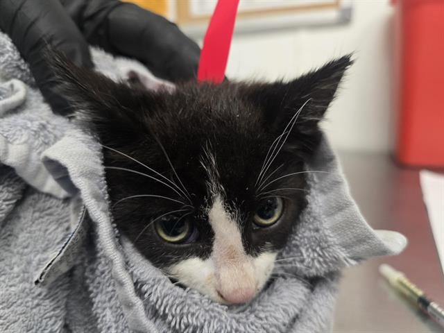 Adoptable Cat