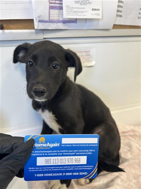 Adoptable Dog