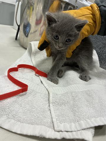 Ella