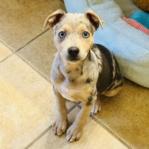 Bluey