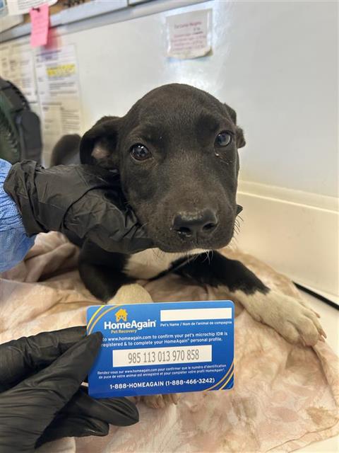 Adoptable Dog