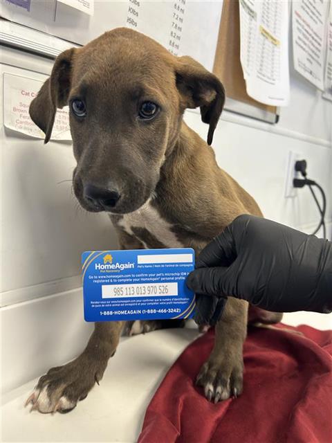 Adoptable Dog