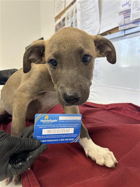 Adoptable Dog