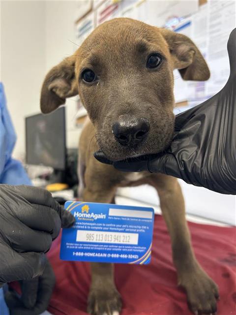 Adoptable Dog