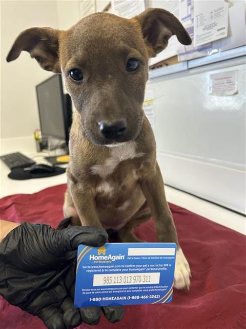 Adoptable Dog