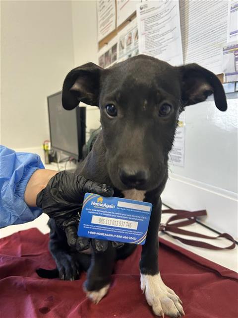 Adoptable Dog